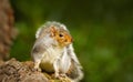 Portrait of a cute curious grey squirrel standing on tree branch Royalty Free Stock Photo