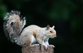 Portrait of a cute curious young grey squirrel standing on tree stump Royalty Free Stock Photo