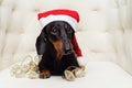 Close-up portrait cute of a dachshund dog, black and tan, in a Christmas red hat and garland lies in a white armchair Royalty Free Stock Photo