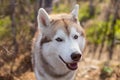 Close-up portrait of cute dog breed siberian husky in the forest on a sunny day. Image of friendly dog looks like a wolf Royalty Free Stock Photo