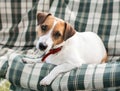 Close-up portrait of cute dog Jack russell lying on with green checkered pads or cushion on Garden bench or sofa outside at sunny