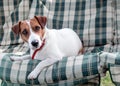 Close-up portrait of cute dog Jack russell resting on green blue checkered pads or cushion on Garden bench or sofa Royalty Free Stock Photo