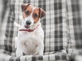 Close-up portrait of cute dog Jack russell sitting on gray checkered pads or cushion on Garden bench or sofa outside at sunny day. Royalty Free Stock Photo