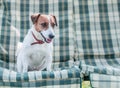 Close-up portrait of cute dog Jack russell sitting on gray checkered pads or cushion on Garden bench or sofa outside at sunny day. Royalty Free Stock Photo