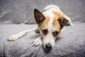 Close up portrait of cute dog looking bored while lying on the sofa