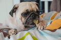 Close-up portrait of cute dog puppy pug gnaw Succulent bone Royalty Free Stock Photo