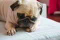 Close-up portrait of cute dog puppy pug gnaw Succulent bone Royalty Free Stock Photo