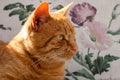 Close-Up Portrait of a Cute Domestic Orange Cat, Lying on a Bed with Beautiful Eyes, Gazing Away with Interest