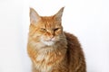 Close-up portrait of cute domestic redhead Maine Coon cat. Funny expression of a cat face, meme. Isolated over white Royalty Free Stock Photo