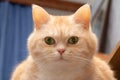 Close-up portrait of a cute fat serious cream tabby cat with green eyes, looking directly into the camera Royalty Free Stock Photo