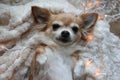 Close-up portrait of a cute fluffy Chihuahua lying with Christmas led garlands around