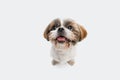 Close up portrait of cute funny Shih Tzu dog looking at camera isolated over white studio background.