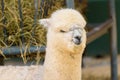 Close-up Portrait of the cute furry alpaca. Royalty Free Stock Photo