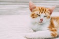 Close-up portrait of cute ginger sleeping kitten