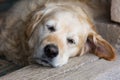 Close up portrait of cute golden labrador retriever dog sleeping and seeing sweet dreams on wooden floor. Selective