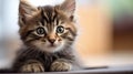 Close up portrait of a cute gray striped fluffy kitten with soulful eyes