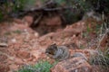 Close up portrait of a cute grey squirrel against the red landscape of zion national park Royalty Free Stock Photo