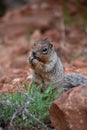 Close up portrait of a cute grey squirrel against the red landscape of zion national park Royalty Free Stock Photo