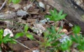 Close up portrait of a cute hazle dormouse