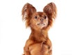 Close up portrait of cute interested russian long haired toy terrier breed dog of red color sitting isolated Royalty Free Stock Photo