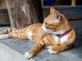 Close-up portrait of cute lazy young ginger cat looking out. Royalty Free Stock Photo