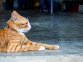 Close-up portrait of cute lazy young ginger cat looking out while relaxing lying on concrete ground floor. Royalty Free Stock Photo