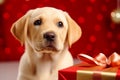 Close up portrait cute little adorable Labrador Retriever puppy pup dog pet doggy gift box present surprise Merry