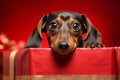 Close up portrait cute little adorable pedigree miniature Dachshund puppy hunting dog doggy positive curious expression Royalty Free Stock Photo