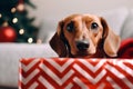 Close up portrait cute little adorable pedigree miniature Dachshund puppy hunting dog doggy positive curious expression Royalty Free Stock Photo