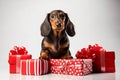 Close up portrait cute little adorable pedigree miniature Dachshund puppy hunting dog doggy positive curious expression Royalty Free Stock Photo