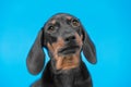 Close up portrait of cute little black and tan puppy dachshund looking right to the camera. Adorable eyes, pretty Royalty Free Stock Photo