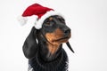 Close up portrait of cute little black and tan puppy dachshund wearing Santa Claus red and white hat. adorable Christmas Royalty Free Stock Photo