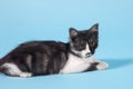 Close up portrait of cute little cat with bright yellow round eyes lying on empty blue background. Funny black and white color wit Royalty Free Stock Photo