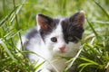 Close up portrait of Cute little kitten outdoor Royalty Free Stock Photo