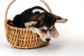 Close-up portrait of cute little Pembroke Welsh Corgi puppy trying to get out from straw basket.