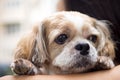 Portrait of a cute Shih Tzu dog