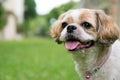 Portrait of a cute Shih Tzu dog