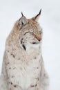 Close-up portrait of a cute lynx cub in the cold winter forest Royalty Free Stock Photo