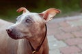 Close up portrait of cute pale dog with clever look.  Melancholy mood. Hairless velvet dog, American Hairless Terrier breed. Royalty Free Stock Photo