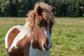 Close up portrait of a cute pinto colored Icelandic horse foal Royalty Free Stock Photo