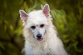 Close-up portrait of cute powderpuff chinese crested dog in autumn forest Royalty Free Stock Photo