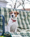 Close-up portrait of cute quiet dog Jack russell sitting on green checkered pads or cushion on garden bench or sofa at sunny day.