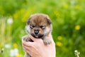 Close-up Portrait of cute two weeks old shiba inu puppy in the hands of the owner in the buttercup meadow Royalty Free Stock Photo