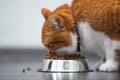 Close-up portrait of cute red white cat eating dry food for pets from metal bowl. Royalty Free Stock Photo
