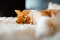 Close-up portrait of cute red-white cat sleeping on fluffy plaid. Royalty Free Stock Photo