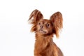 Close up portrait of cute russian long haired toy terrier of red color breed dog sitting on white background. Royalty Free Stock Photo