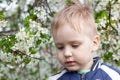 Close up portrait of cute sad baby boy with blond hair in cherry blossom garden. Allergy illness concept or displeased emotions. Royalty Free Stock Photo