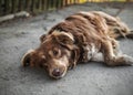 Close-up Portrait Of Cute Sad Or Unhappy Chained Brown Or Red Dog Lying Or Resting On Old Rustic Courty Yard Under Wooden Fence