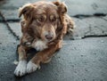 Close-up portrait of cute sad or unhappy chained brown or red dog lying or resting on old village yard. Emotions and feelings of d
