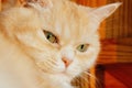 Close-up portrait of a cute serious cream tabby cat with green eyes Royalty Free Stock Photo